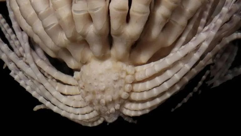 Descubren animal con 30 brazos.