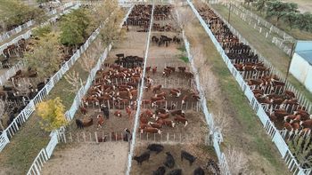 Con una oferta de 1.500 cabezas y la participación de múltiples firmas consignatarias, la 38.° edición busca dinamizar el mercado regional en un contexto de reajuste de precios para la hacienda en pie. | LM Neuquen Con una oferta de 1.500 cabezas y la participación de múltiples firmas consignatarias, la 38.° edición busca dinamizar el mercado regional en un contexto de reajuste de precios para la hacienda en pie.