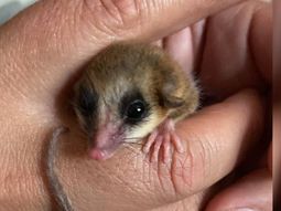 Monito del monte, hallado en un patio de San Martín de los Andes Monito del monte, hallado en un patio de San Martín de los Andes