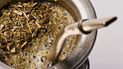 Productores y especialistas evaluarán distintas variedades de yerba mate en un certamen.