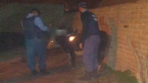 Robaron una vaca y los atraparon metiéndola a una casa