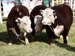 barrera: la pampa exige que se respete resolucion del senasa barrera: la pampa exige que se respete resolucion del senasa