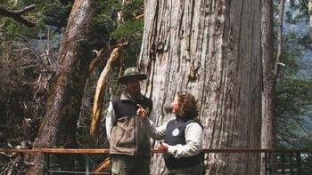 El Alerce Abuelo en el Parque Nacional Los Alerces, cerca de Esquel. Un símbolo de la Patagonia argentina. El Alerce Abuelo en el Parque Nacional Los Alerces, cerca de Esquel. Un símbolo de la Patagonia argentina.