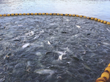 Por una ajustada mayoría, se autorizó la producción de salmón en la costa atlántica de la provincia, con límites estrictos y evaluación ambiental.