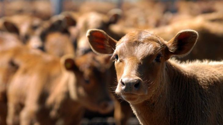 La firmeza del ternero se consolida ante la baja disponibilidad y una demanda que no cede. La firmeza del ternero se consolida ante la baja disponibilidad y una demanda que no cede.