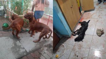 un horror: le mataron a su perra en la cocina un horror: le mataron a su perra en la cocina