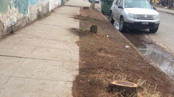 denuncian grave tala de 15 arboles en la olascoaga denuncian grave tala de 15 arboles en la olascoaga
