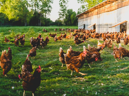 Suecia produce el 95% de los huevos que consume. Suecia produce el 95% de los huevos que consume.