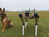 Así trabaja el nuevo perro robot que puede pastorear sin la ayuda de humanos