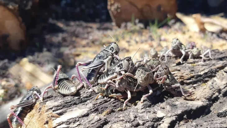 El alerta fitosanitaria no implica una situación de emergencia, sino una medida de prevención.