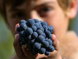 La Vendimia Neuquina continua sumando rincones en la provincia. La Vendimia Neuquina continua sumando rincones en la provincia.