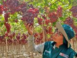 Perú hace historia: líder global en exportación de uva de mesa