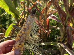 Coordinador de la Red Nacional de Maíz del Instituto Nacional de Tecnología Agropecuaria (INTA), Facundo Ferraguti, aseguro que había reportes puntuales de haberla encontrado en el norte de la Patagonia. Este año fue algo generalizado llegando a todos los extremos en los que había visto la plaga en algún momento”. Coordinador de la Red Nacional de Maíz del Instituto Nacional de Tecnología Agropecuaria (INTA), Facundo Ferraguti, aseguro que había reportes puntuales de haberla encontrado en el norte de la Patagonia. Este año fue algo generalizado llegando a todos los extremos en los que había visto la plaga en algún momento”.