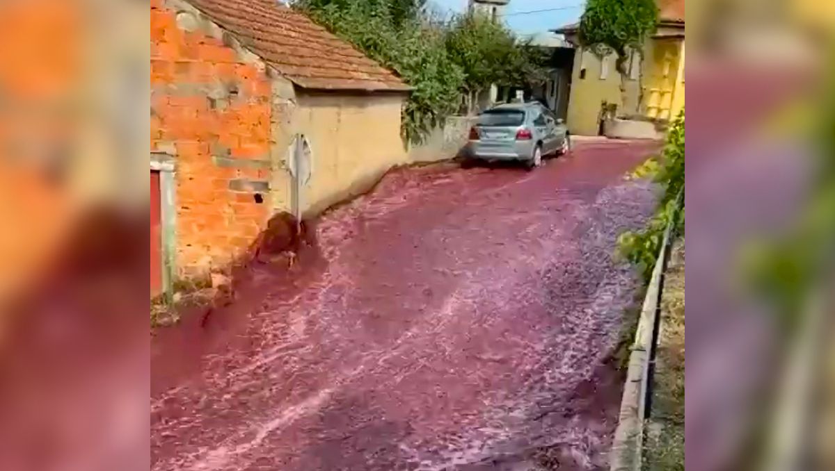 El río de vino inundó las calles de Anadia, en Portugal.