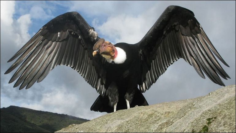 Las Áreas Naturales Protegidas son santuarios para el Cóndor Andino