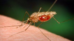 El paciente está internado. El paludismo lo transmite un mosquito.
