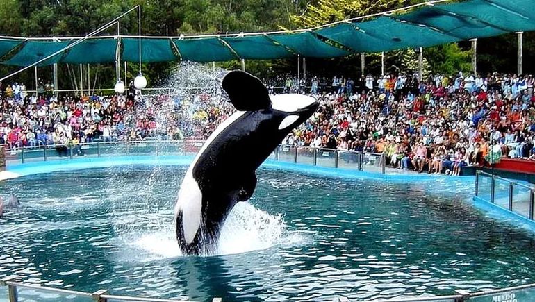 Denuncia: impactante video de la orca de Mundo Marino