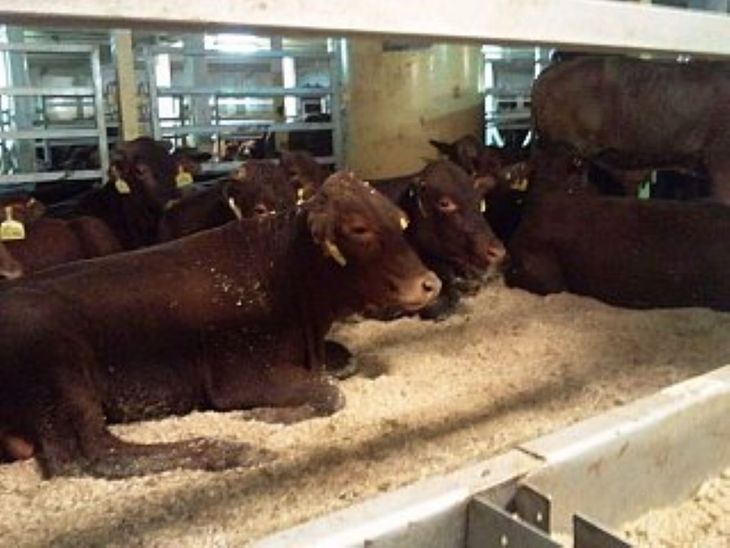 La odisea del barco y las muertes a bordo encendieron las alarmas sobre el futuro de la carne y la leche en el país. La odisea del barco y las muertes a bordo encendieron las alarmas sobre el futuro de la carne y la leche en el país.