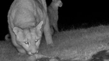 Fotos increíbles: pumas, zorros y cóndores cazan salmones en la Patagonia. Fotos increíbles: pumas, zorros y cóndores cazan salmones en la Patagonia.