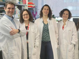 Descubren proteína que protege de enfermedades cardiovasculares