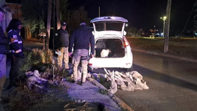 Río Gallegos: llevaba corderos vivos y atados en el baúl.