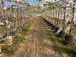 Las cerezas en macetas...una tecnología para seguir de cerca. Las cerezas en macetas...una tecnología para seguir de cerca.