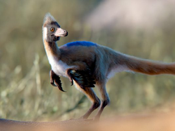 hallazgo historico en rio negro: el fosil que podria cambiar lo que se sabia sobre una especie de pangea hallazgo historico en rio negro: el fosil que podria cambiar lo que se sabia sobre una especie de pangea