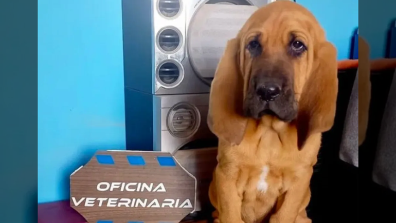 Rex es un cachorro de seis meses que se incorpora a la policía.