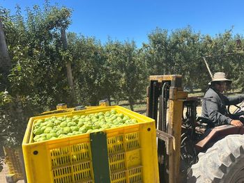 Valle Medio ingresa en plena actividad con la pera Williams en su punto justo. Valle Medio ingresa en plena actividad con la pera Williams en su punto justo.