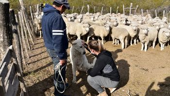 de las balas a los perros: la nueva defensa contra el puma de las balas a los perros: la nueva defensa contra el puma