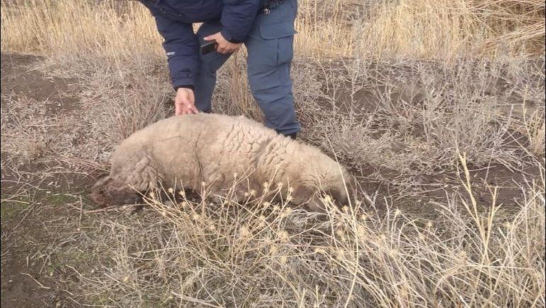 Perros sueltos le mataron las ovejas de su emprendimiento en Tricao Malal