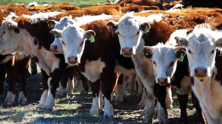 El proceso para marcar el ganado dio un salto de calidad.