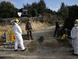 El brote de Peste Porcina Africana suma siete nuevos jabalíes positivos y se mantiene dentro del perímetro de seguridad establecido en Cataluña.