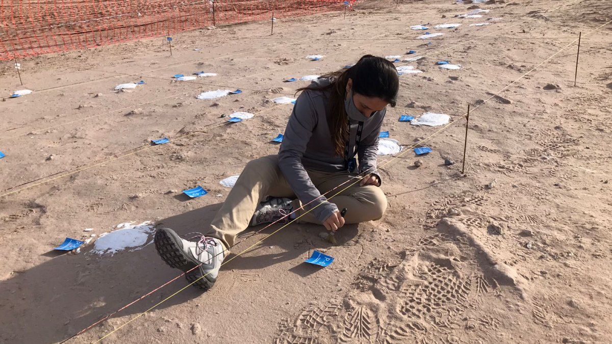 La UNCo realizará una exposición de huevos de dinosaurios La UNCo realizará una exposición de huevos de dinosaurios