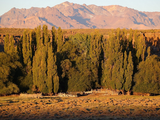 Los mallines de Neuquén y Río Negro elevan la receptividad vacuna y el valor del arriendo. Los mallines de Neuquén y Río Negro elevan la receptividad vacuna y el valor del arriendo.