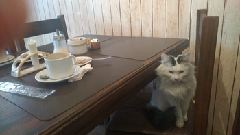 la gatita que cafetea sola en barcito top y sus clientes la adoran la gatita que cafetea sola en barcito top y sus clientes la adoran