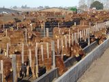 Menos encierro, más costos; una ecuación complicada para el feedlot.