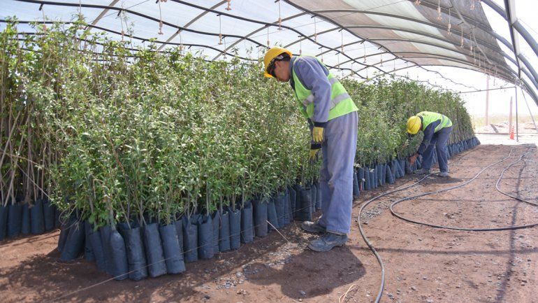 Las empresa reutiliza el agua que destina a refrigerar en la generación eléctrica. Antes terminaba en el Neuquén y ahora la llevan hasta la alameda. Se usan 60 mil litros por hora para el goteo.