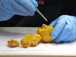 La nueva normativa del SENASA redefine la vigilancia y el manejo integrado de la plaga, con cambios en trazabilidad, fiscalización y condiciones fitosanitarias. La nueva normativa del SENASA redefine la vigilancia y el manejo integrado de la plaga, con cambios en trazabilidad, fiscalización y condiciones fitosanitarias.