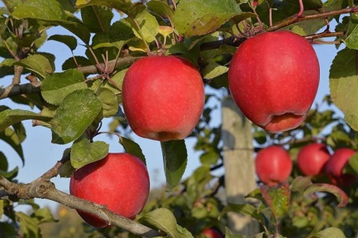 Tonik C.O.V.*/© Dalival, una manzana que tendrá gran demanda en el mercado. Tonik C.O.V.*/© Dalival, una manzana que tendrá gran demanda en el mercado. 