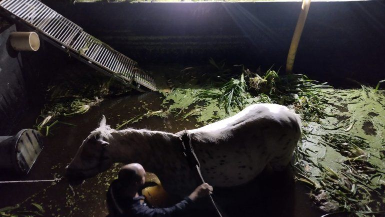 Rescataron a una yegua en estado agónico que se había caído a una pileta