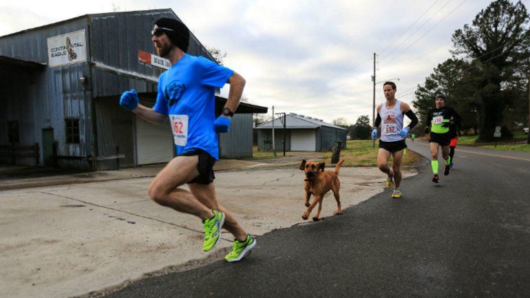 Una perra se prendió en una maratón y terminó séptima