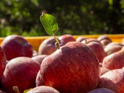 el secreto de las manzanas en alta densidad en michigan el secreto de las manzanas en alta densidad en michigan