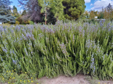 Planta de Franco INTA en floración: Floración lila persistente atrae polinizadores y embellece jardines todo el año. Foto: INTA