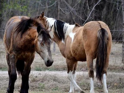 La encefalomielitis equina es una enfermedad exótica transmitida por vectores, especialmente mosquitos infectados por aves. La encefalomielitis equina es una enfermedad exótica transmitida por vectores, especialmente mosquitos infectados por aves.