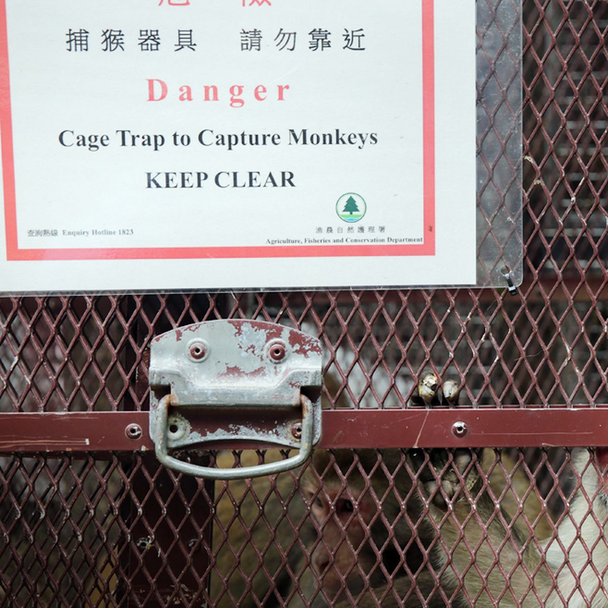 El Planeta De Los Simios En Orden El planeta de los simios dejó de ser ciencia ficción