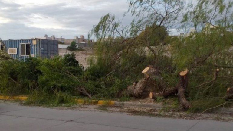 Piden que la Muni suspenda la tala de árboles en Terrazas del Neuquén