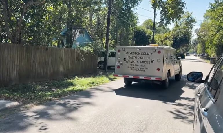 Control Animal del Condado de Galveston acudió al lugar y tomó custodia de los dos pitbulls Control Animal del Condado de Galveston acudió al lugar y tomó custodia de los dos pitbulls