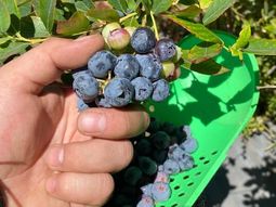 arandanos: innovadora herramienta mejora la velocidad de cosecha 50% arandanos: innovadora herramienta mejora la velocidad de cosecha 50%