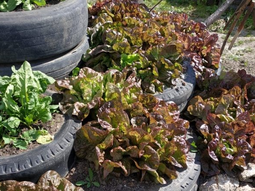 Huerta agroecológica es una de las capacitaciones que se vienen.